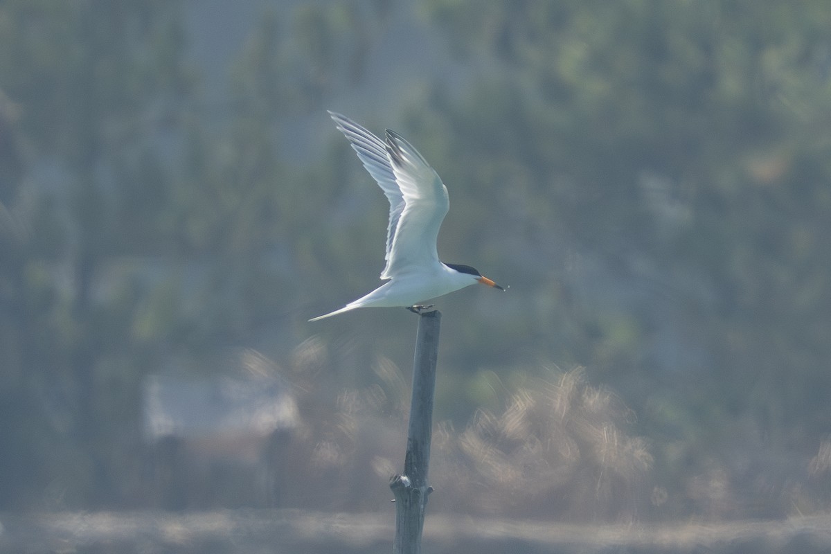 黑嘴端鳳頭燕鷗 - ML636323002