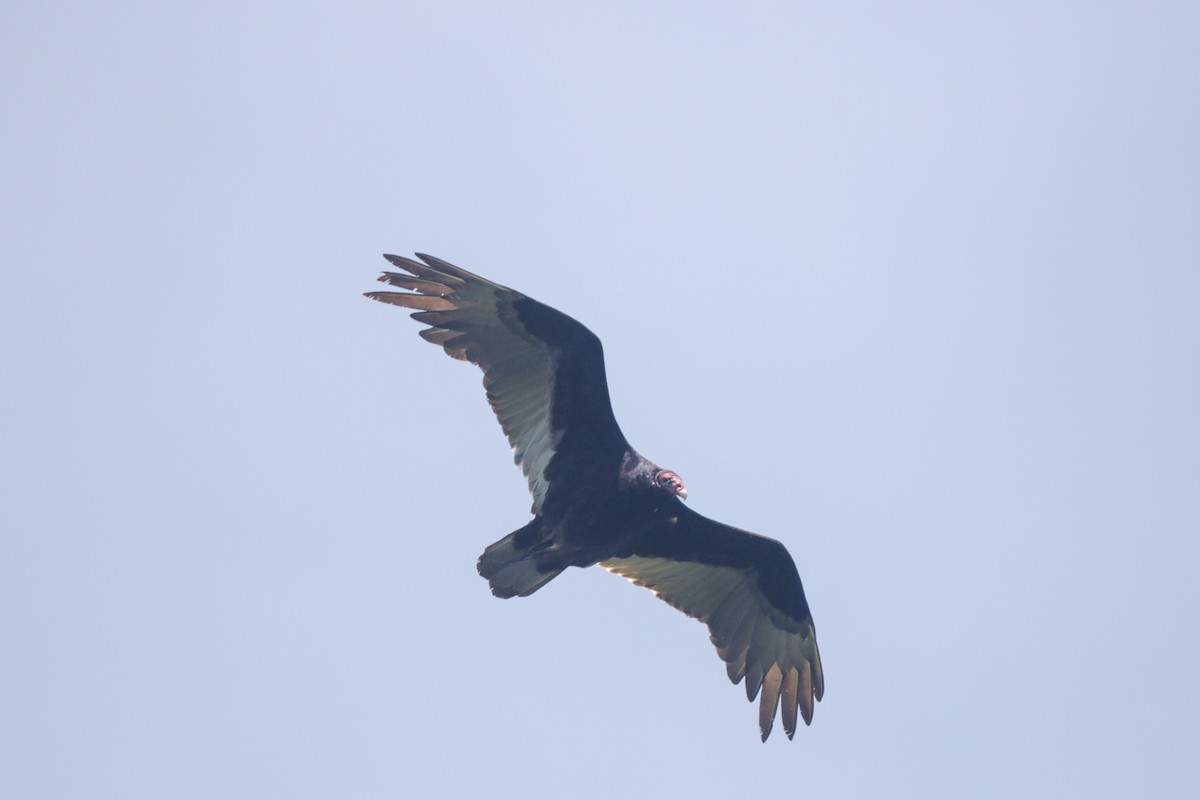 Turkey Vulture - ML636323041