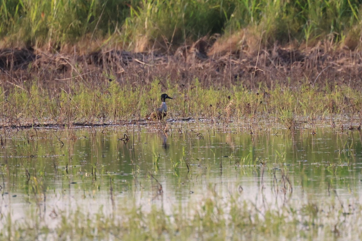 Blue-winged Teal x Northern Shoveler (hybrid) - ML636323057