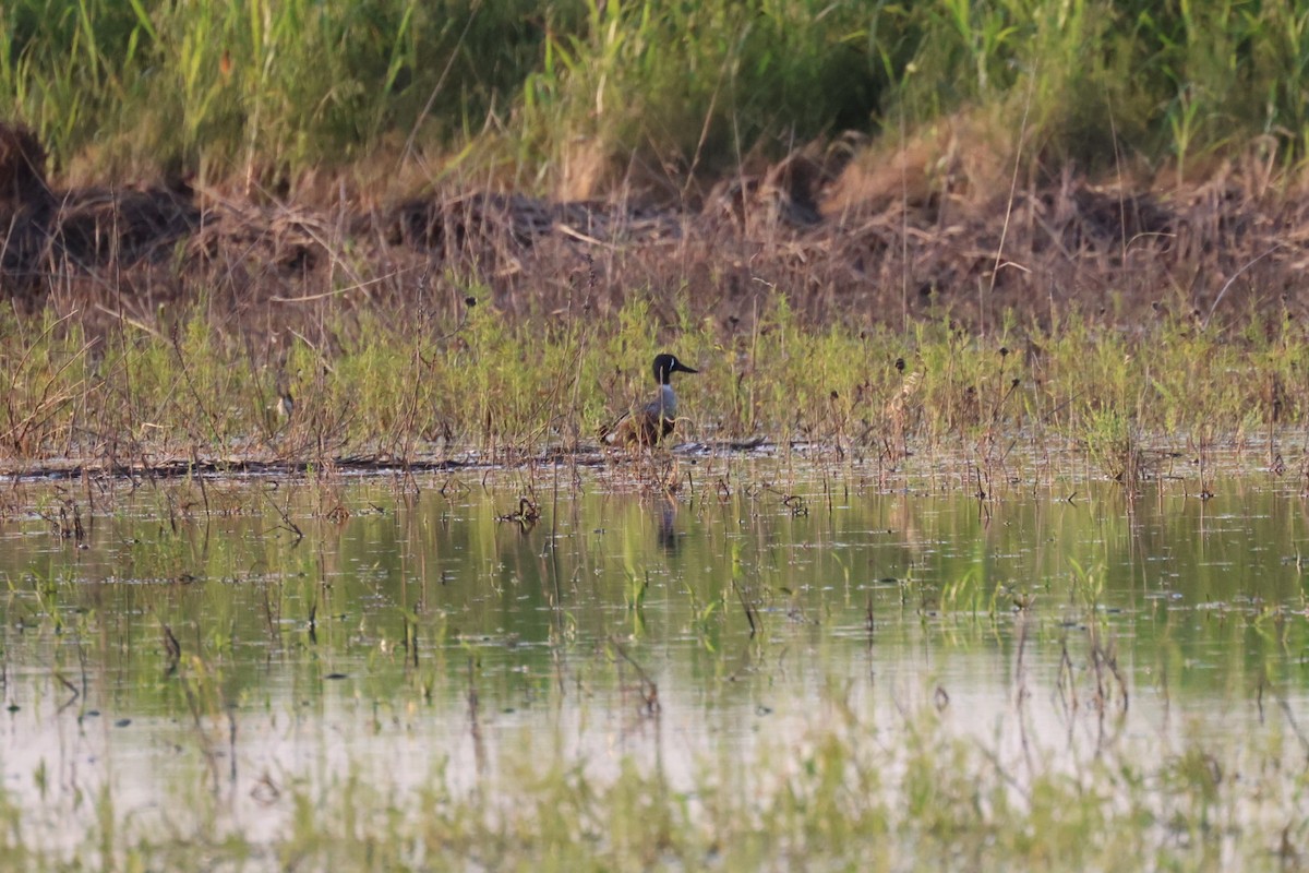 Blue-winged Teal x Northern Shoveler (hybrid) - ML636323058