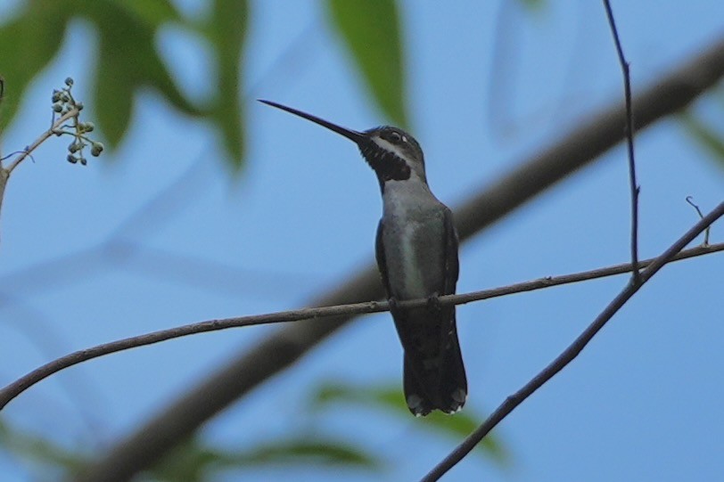 Long-billed Starthroat - ML636323069