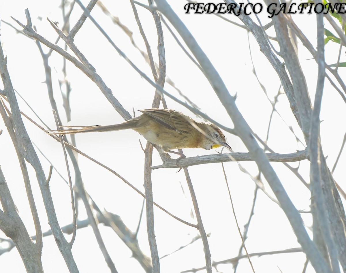 Chotoy Spinetail - ML636323078