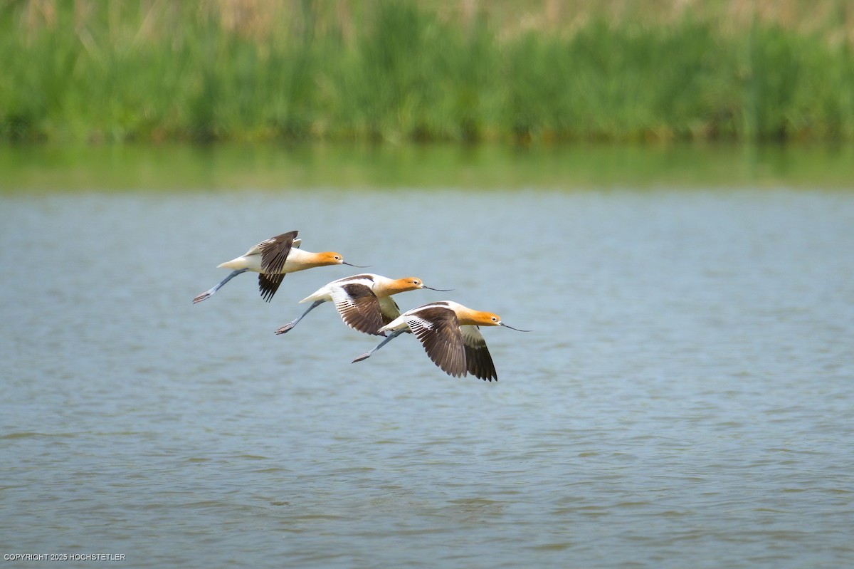 American Avocet - ML636323089