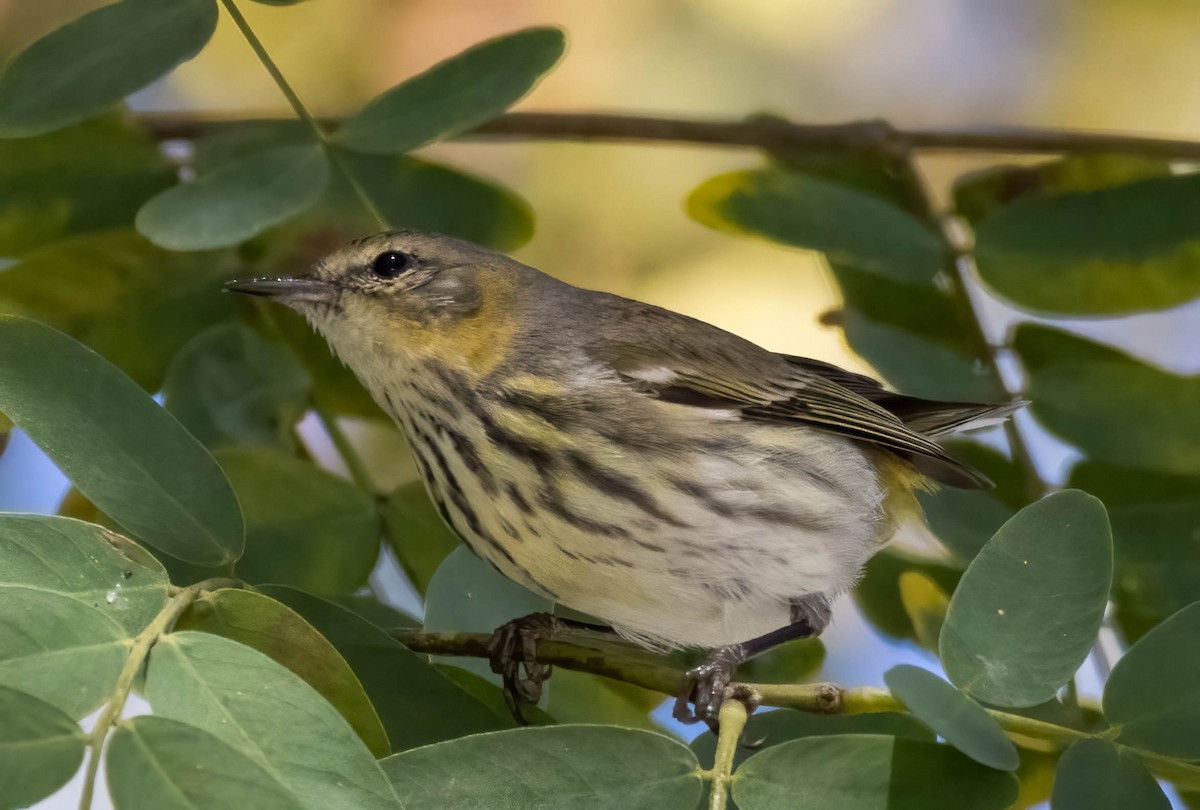 Cape May Warbler - ML636323108