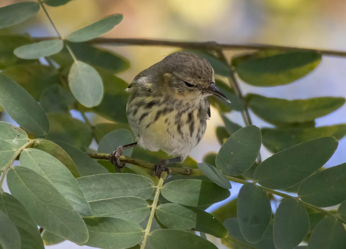 Cape May Warbler - ML636323110