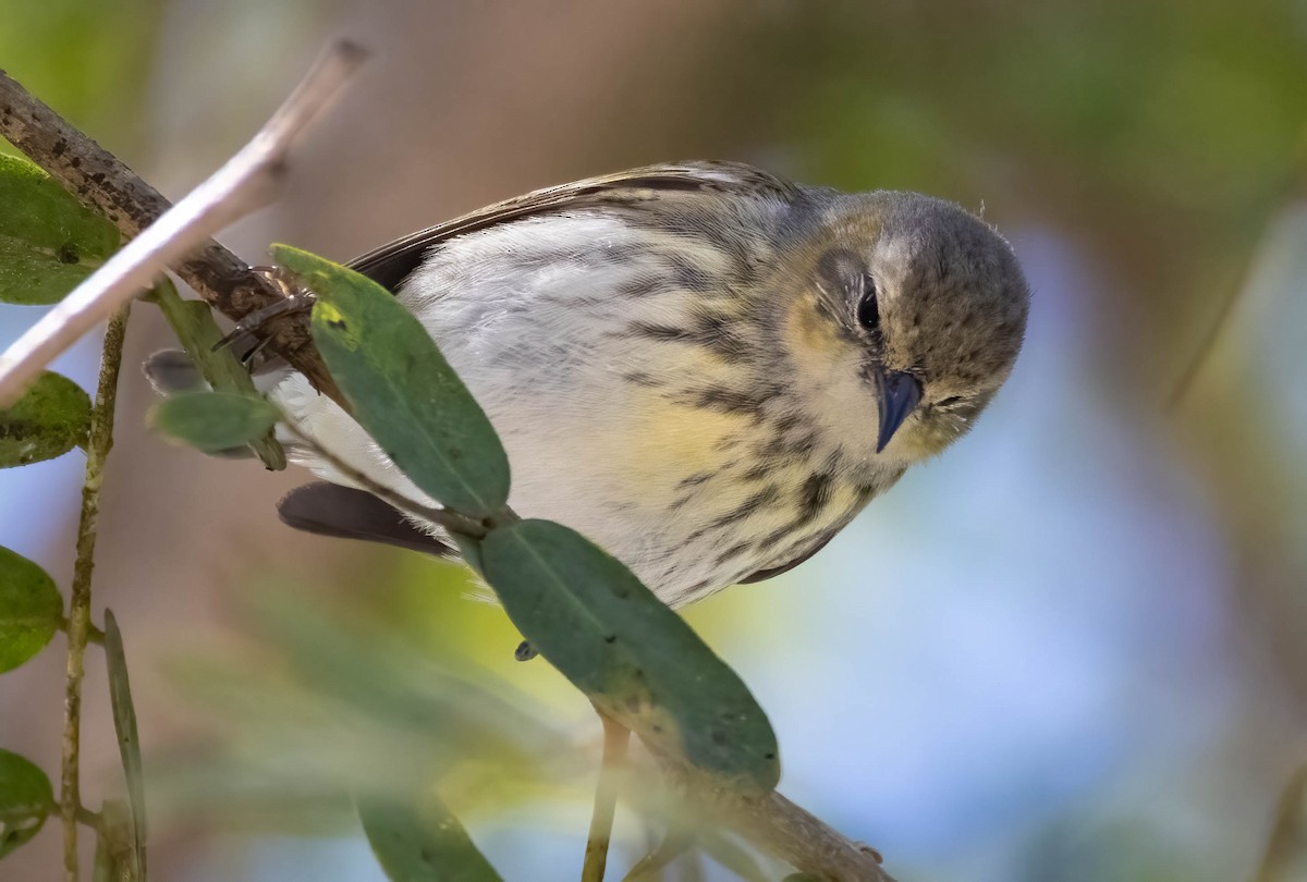 Cape May Warbler - ML636323111