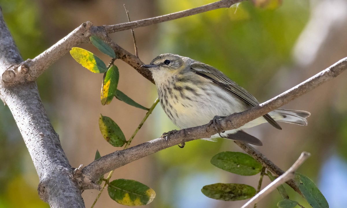 Cape May Warbler - ML636323113