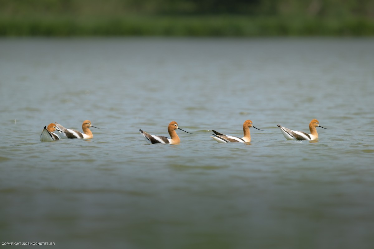 American Avocet - ML636323114