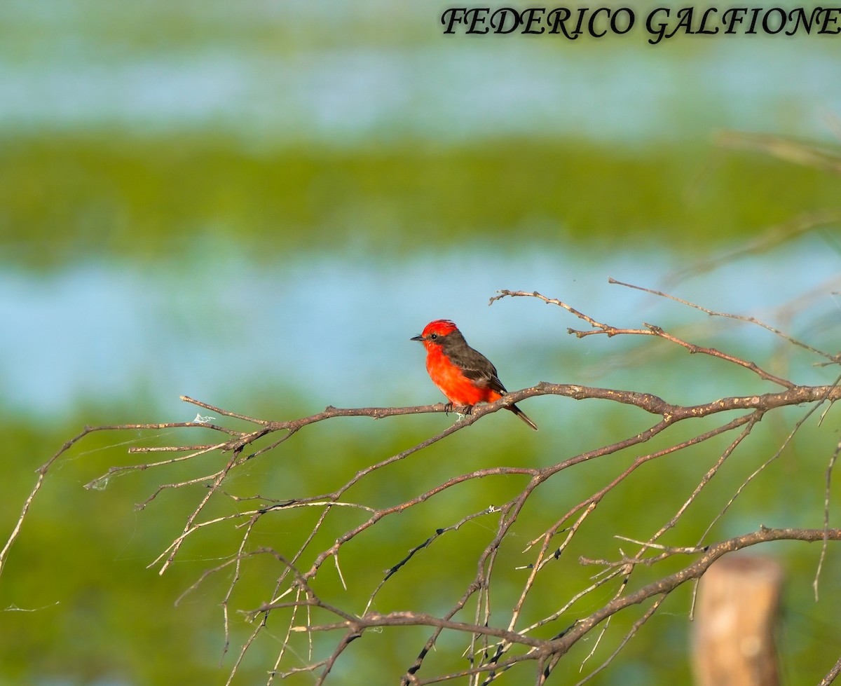 Vermilion Flycatcher - ML636323116