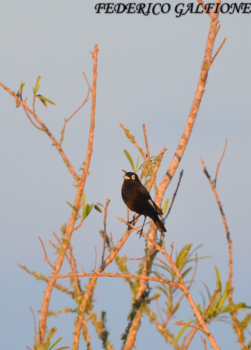 Spectacled Tyrant - ML636323151