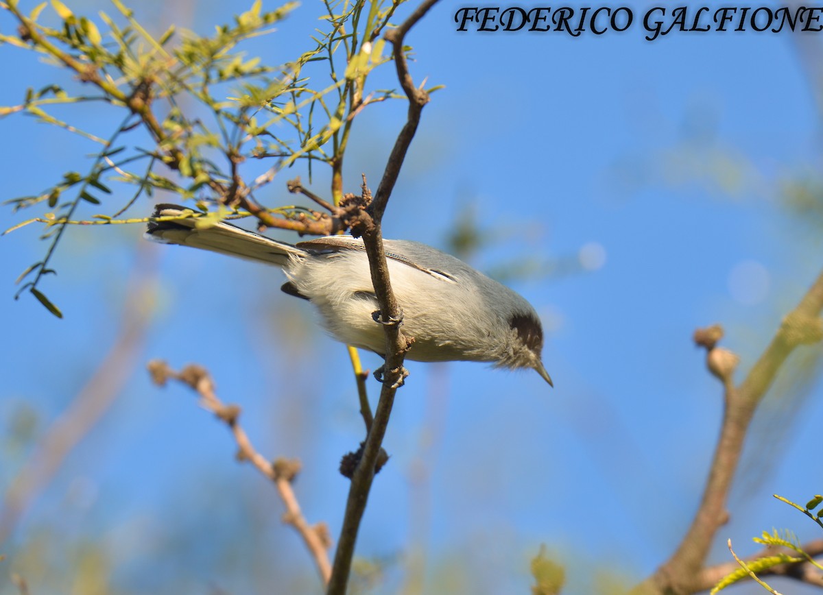 Masked Gnatcatcher - ML636323187