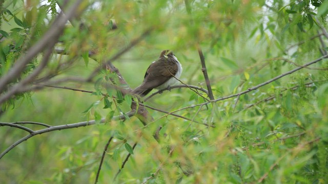 Black-billed Cuckoo - ML636323193