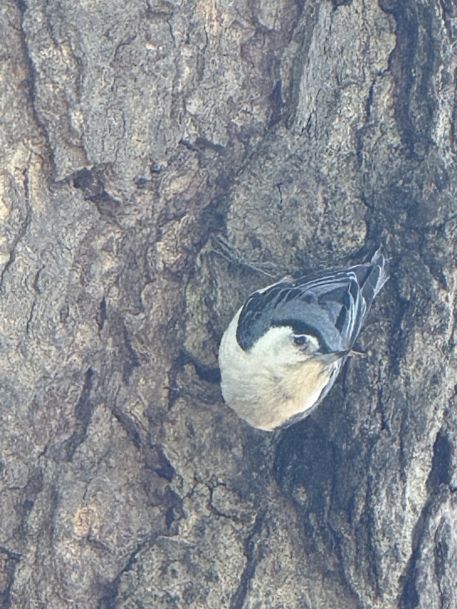 White-breasted Nuthatch - ML636323222