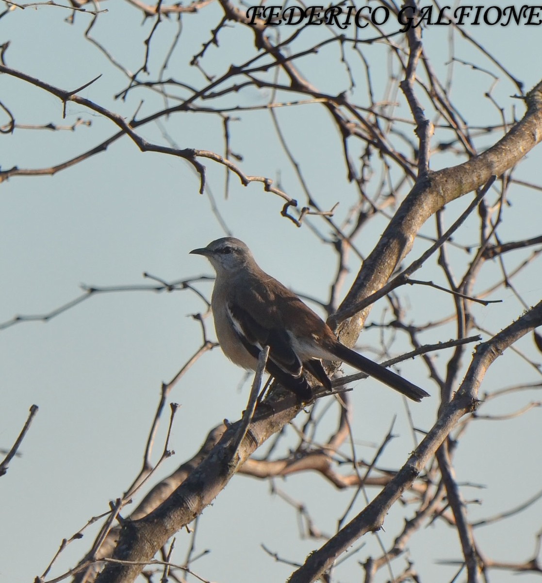 White-banded Mockingbird - ML636323264