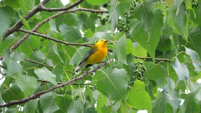 Prothonotary Warbler - ML636323275