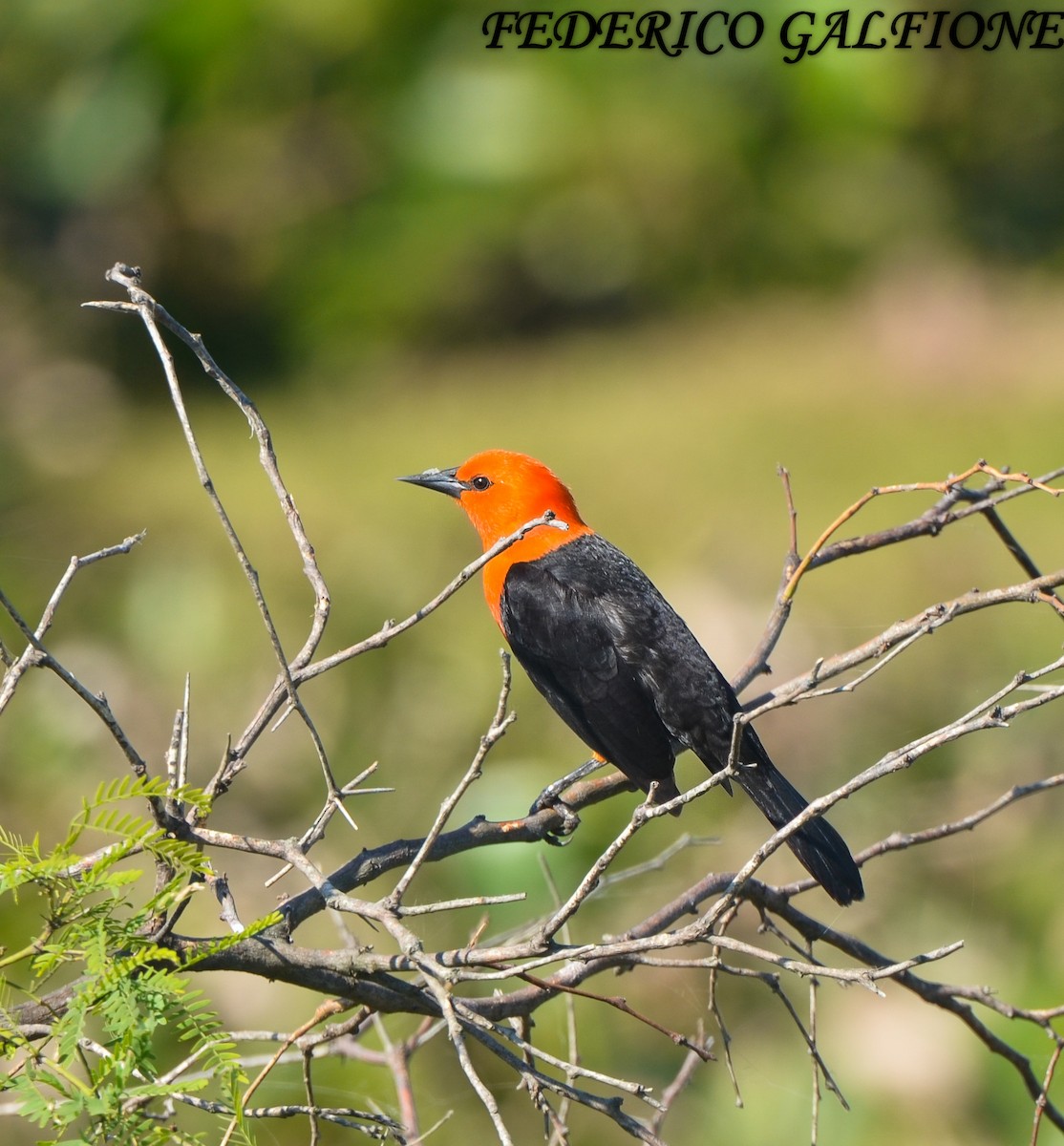 Scarlet-headed Blackbird - ML636323304