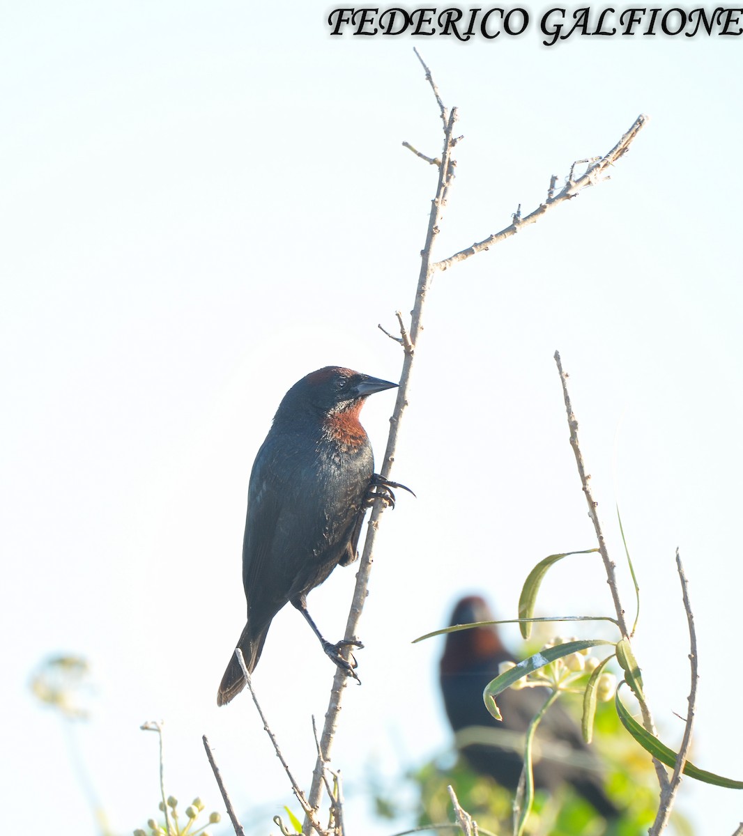 Chestnut-capped Blackbird - ML636323367