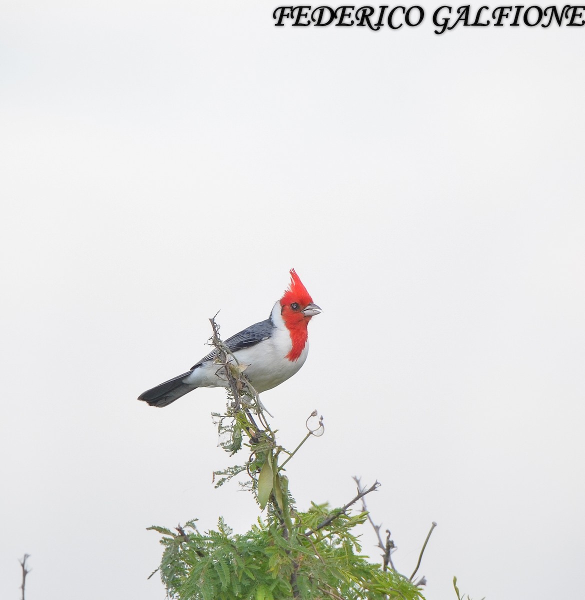 Red-crested Cardinal - ML636323386