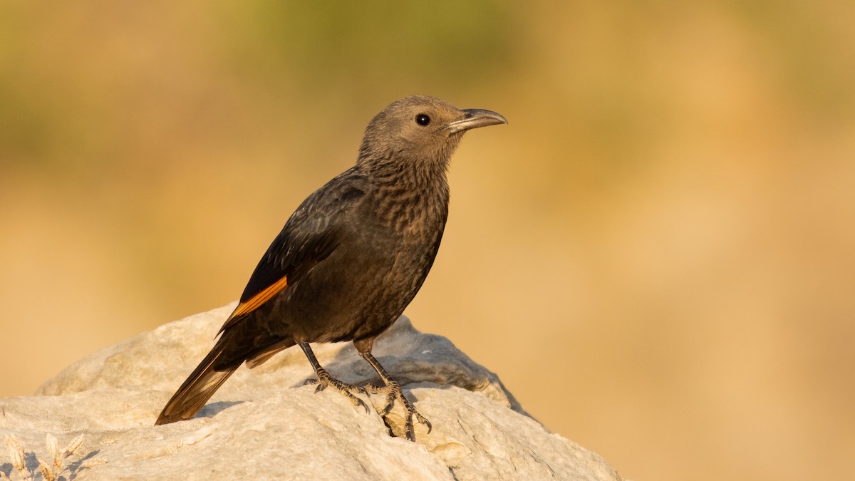 Tristram's Starling - ML636323459