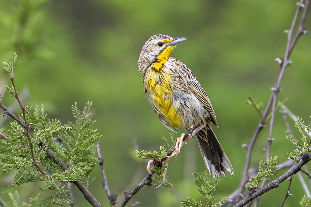 Pangani Longclaw - ML636323499