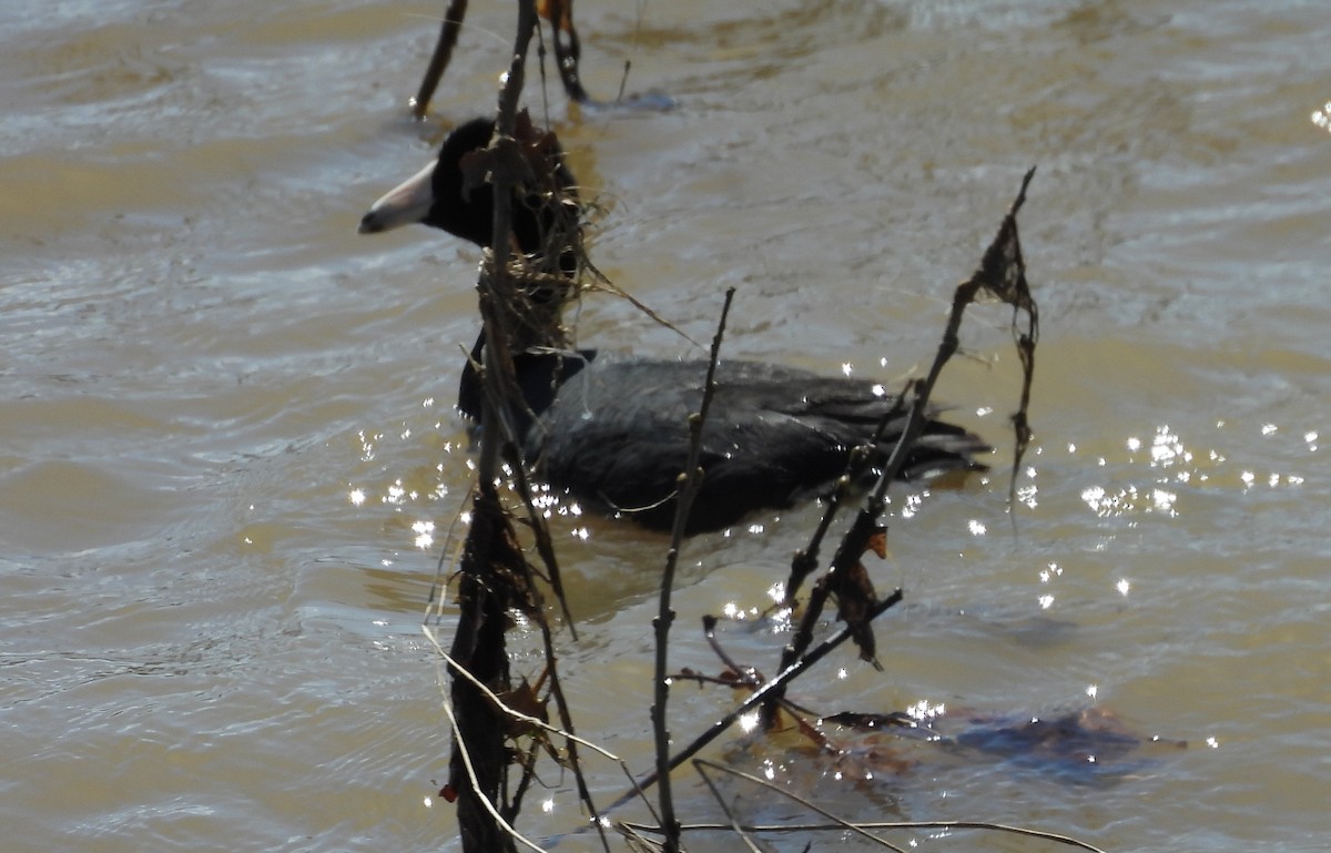 American Coot - ML636323645