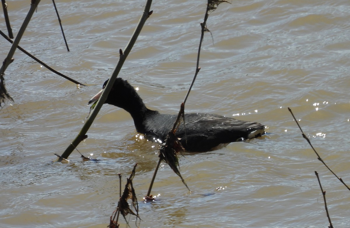 American Coot - ML636323646