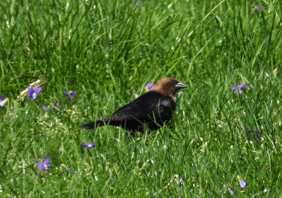 Brown-headed Cowbird - ML636323666