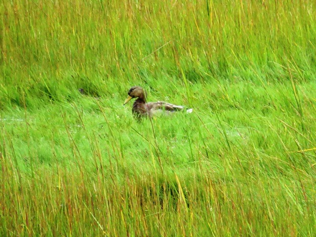 American Black Duck - ML636323727