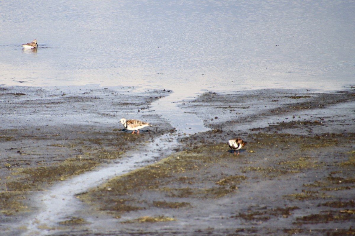 Ruddy Turnstone - ML636323730