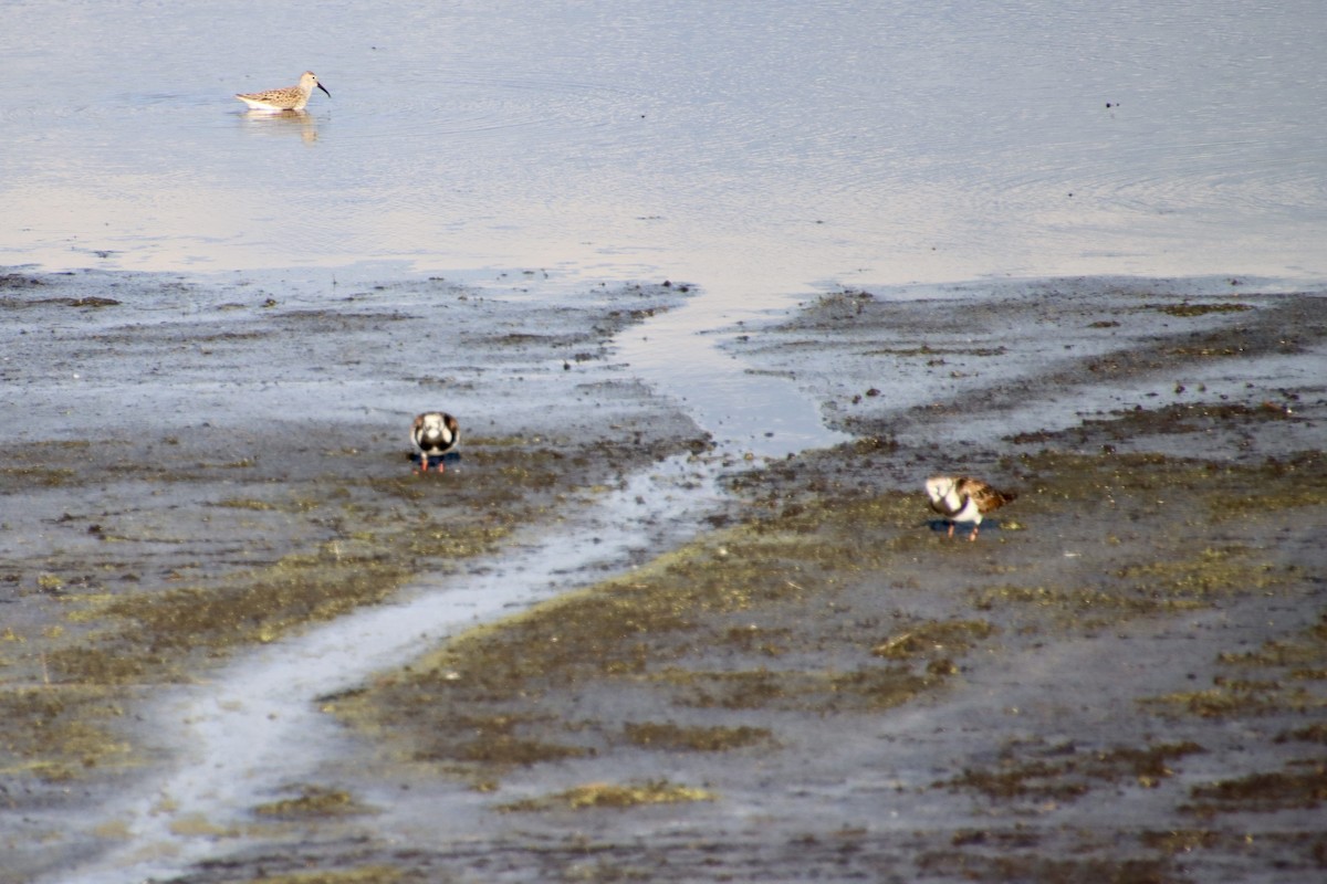 Ruddy Turnstone - ML636323731