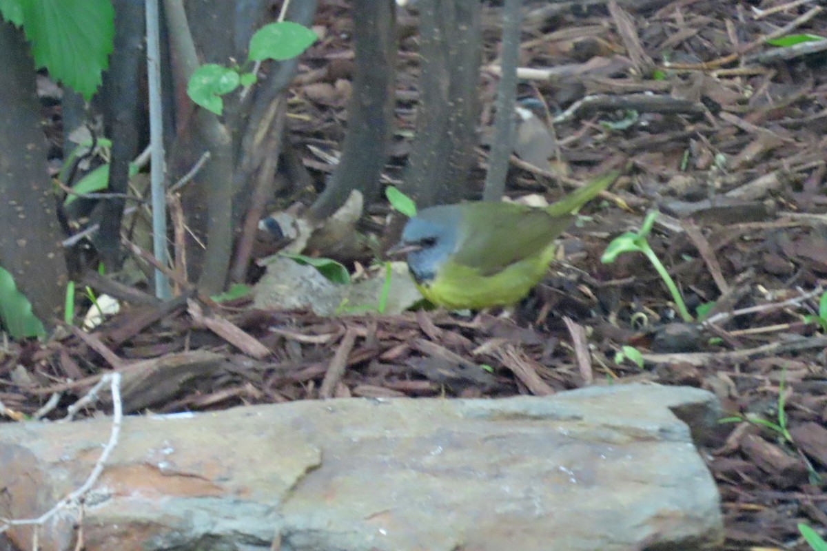 Mourning Warbler - ML636323732