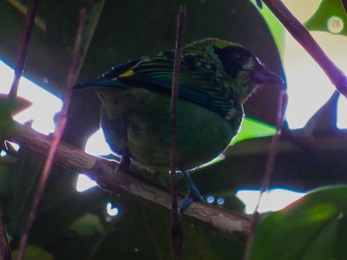Green-and-gold Tanager - ML636323742