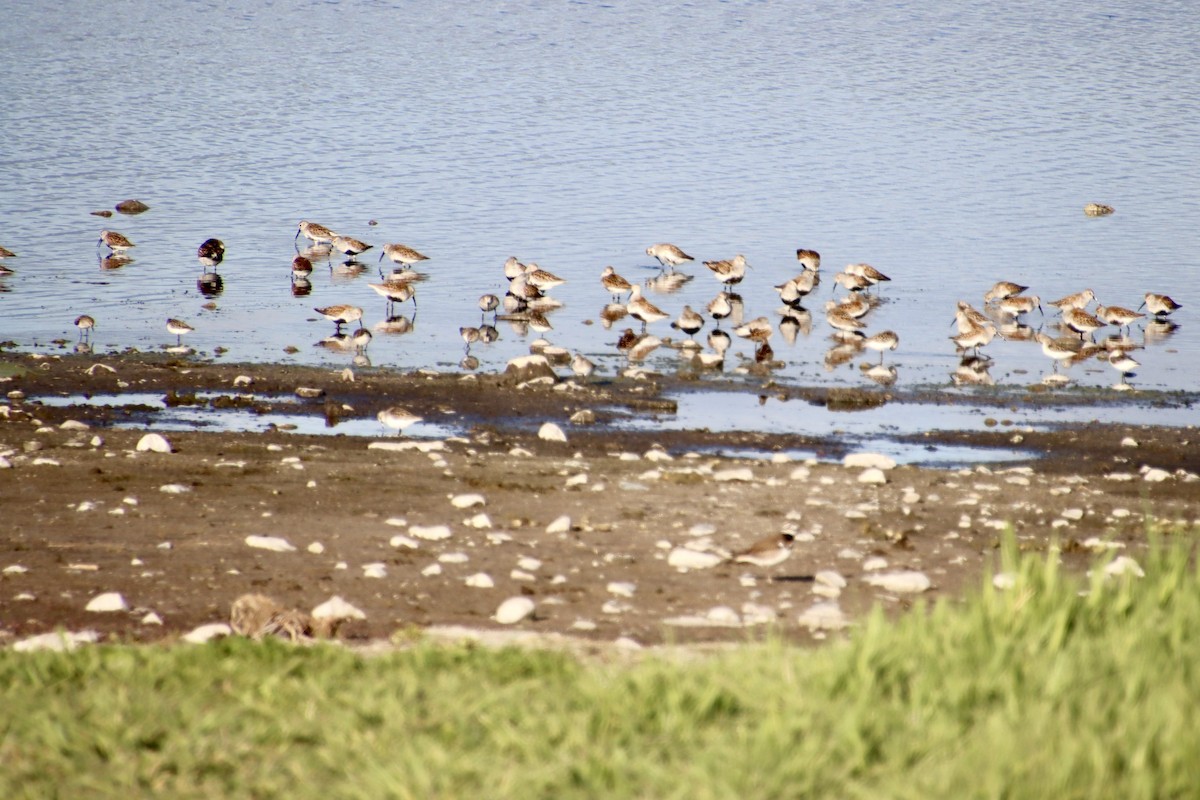 Dunlin - ML636323768