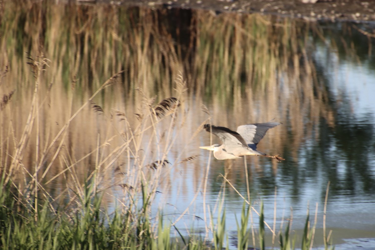 Great Blue Heron - ML636323786