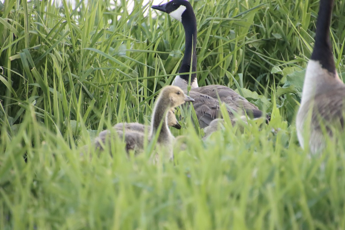 Canada Goose - ML636323793