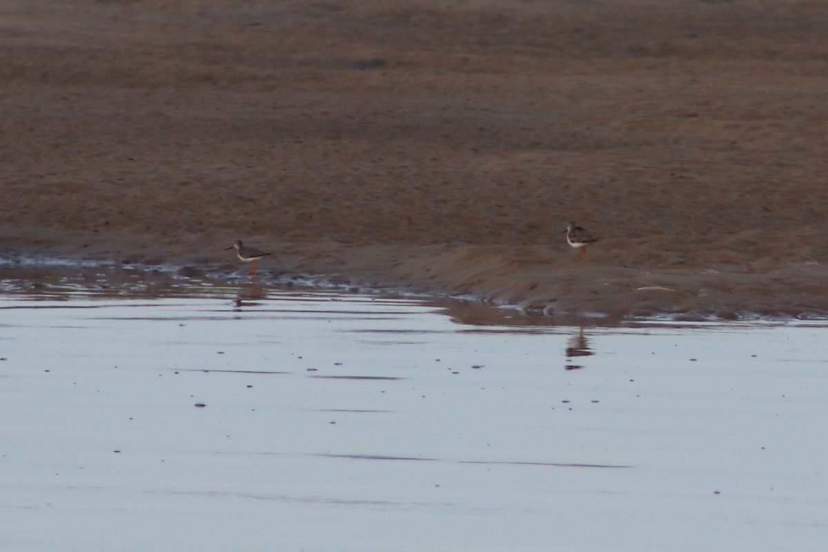 Terek Sandpiper - ML636323800