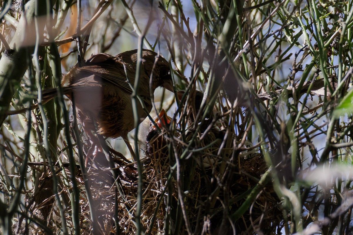 Abert's Towhee - ML636323845