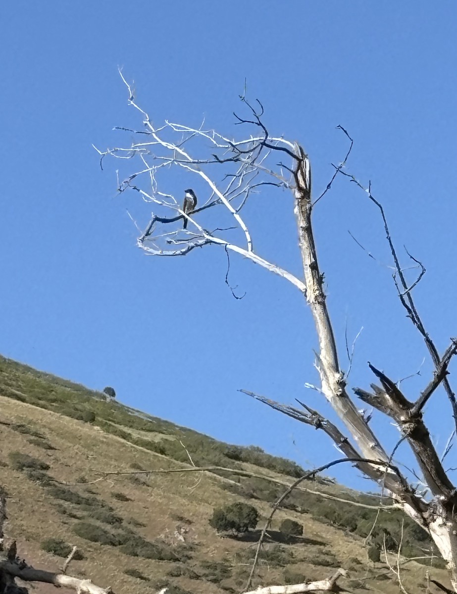 Western Wood-Pewee - ML636323846