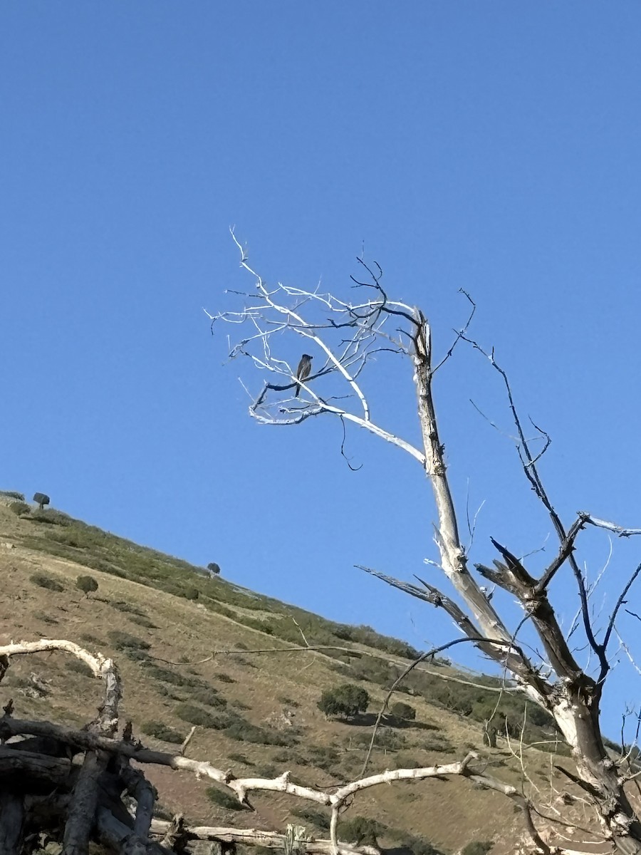 Western Wood-Pewee - ML636323847