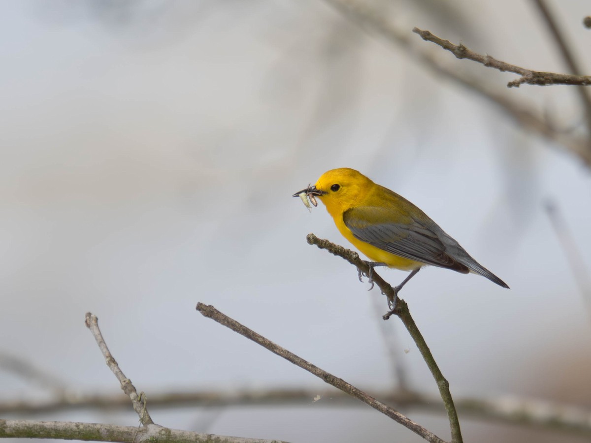 Prothonotary Warbler - ML636323856