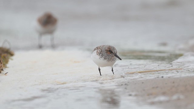 חופית לבנה - ML636323867