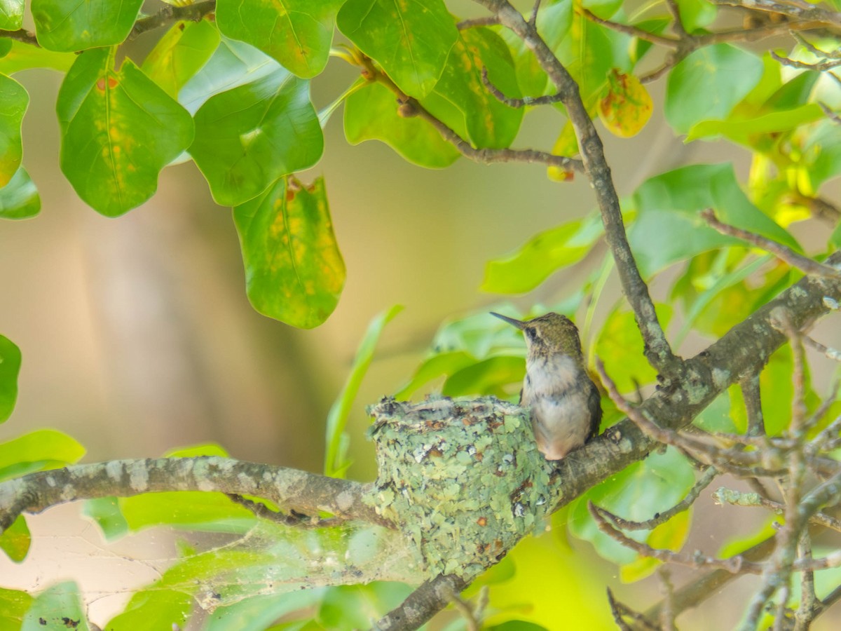 Ruby-throated Hummingbird - ML636323886
