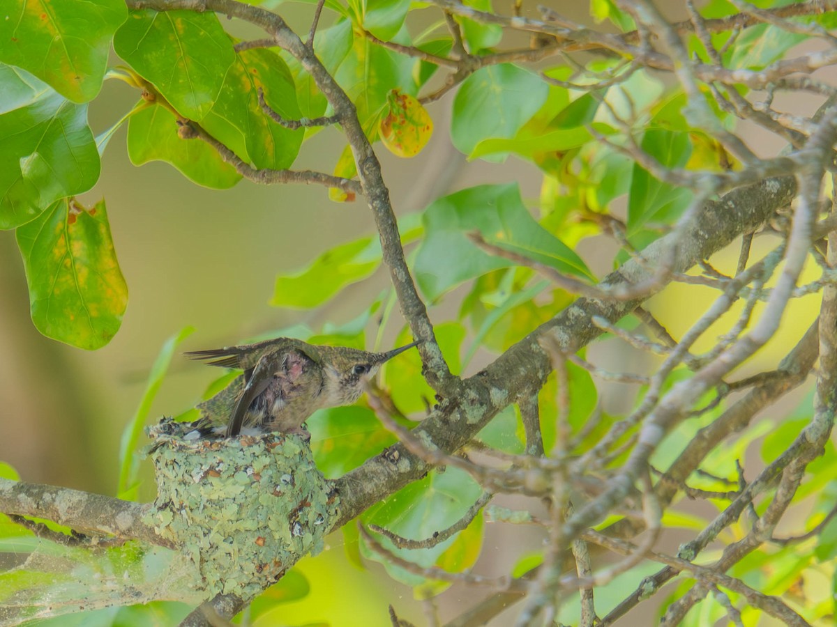 Ruby-throated Hummingbird - ML636323888