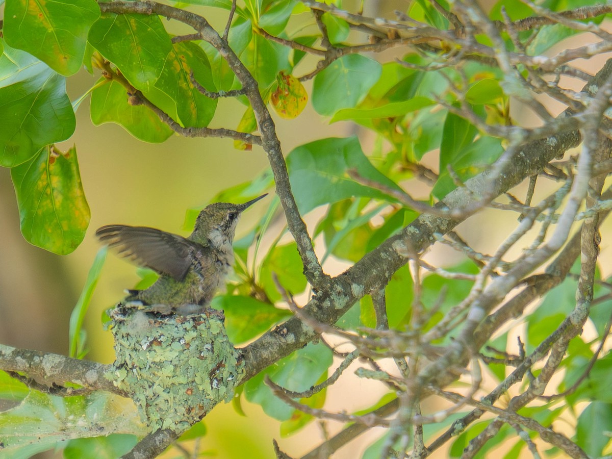 Ruby-throated Hummingbird - ML636323890