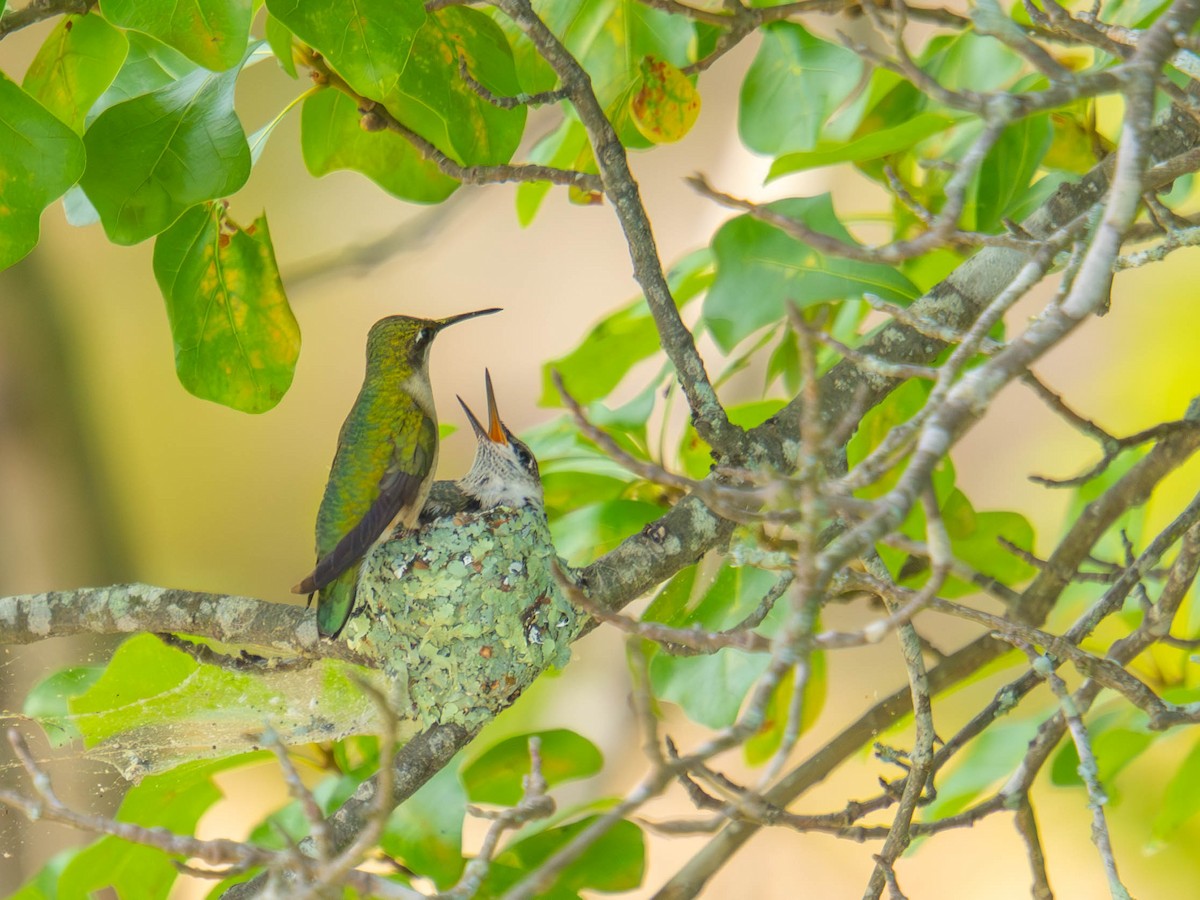 Ruby-throated Hummingbird - ML636323891