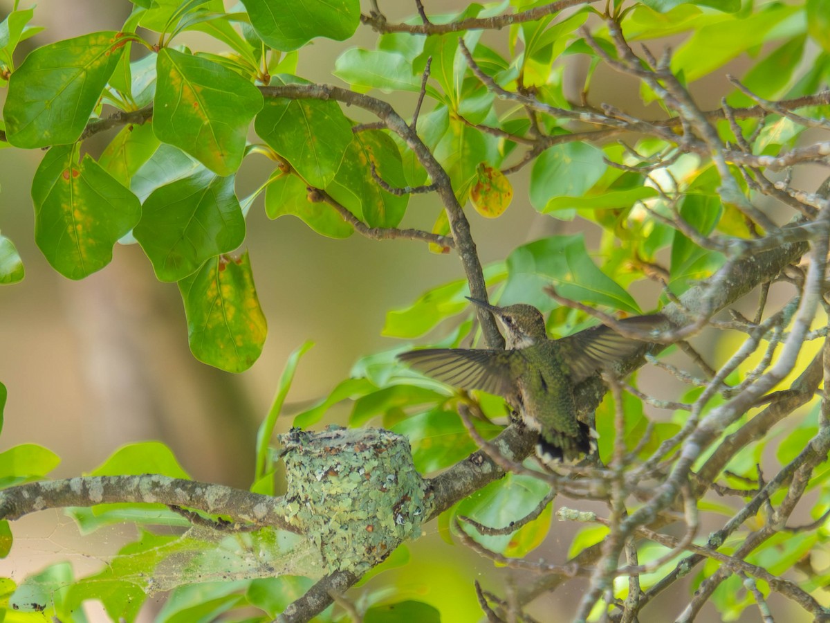 Ruby-throated Hummingbird - ML636323892