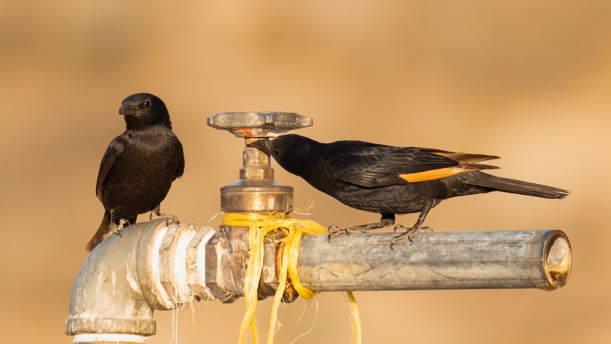 Tristram's Starling - ML636323905