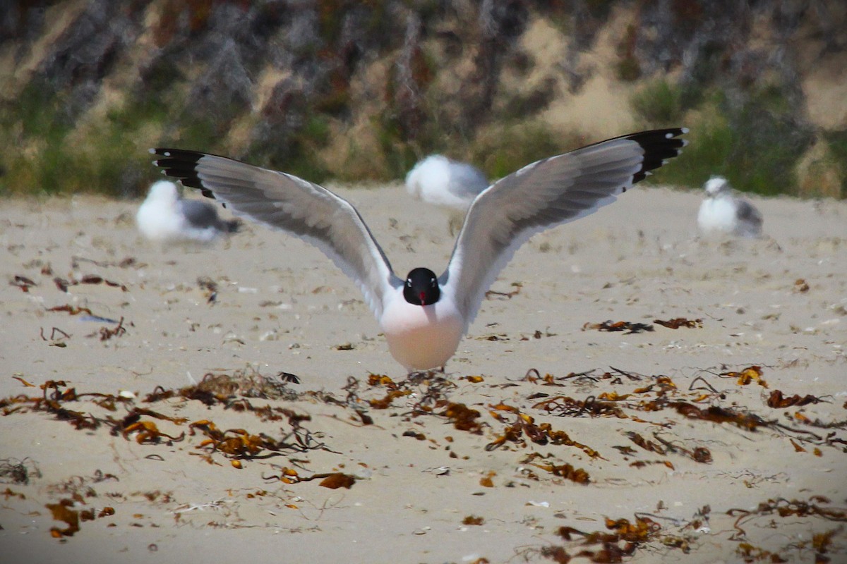 Mouette de Franklin - ML636323929