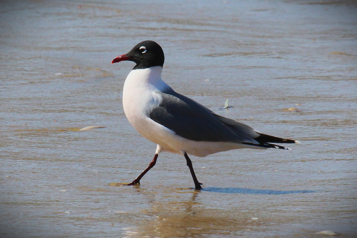 Mouette de Franklin - ML636323931