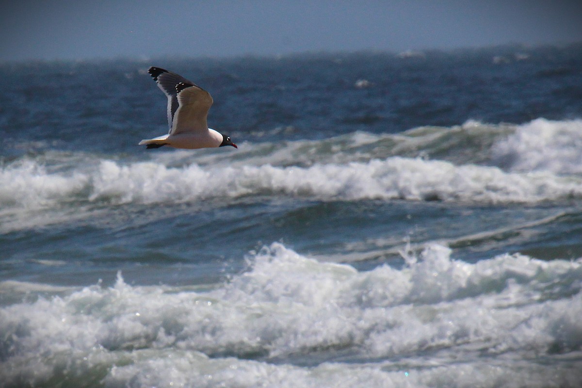 Mouette de Franklin - ML636323932
